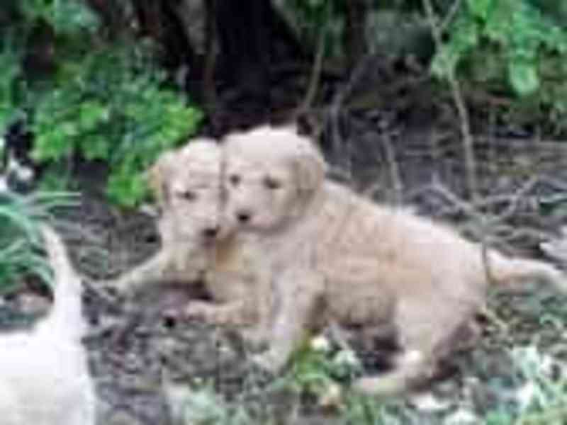 Zlatý retriever šteniatka s PP. - foto 2