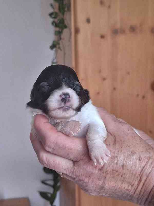 Papillon - foto 1