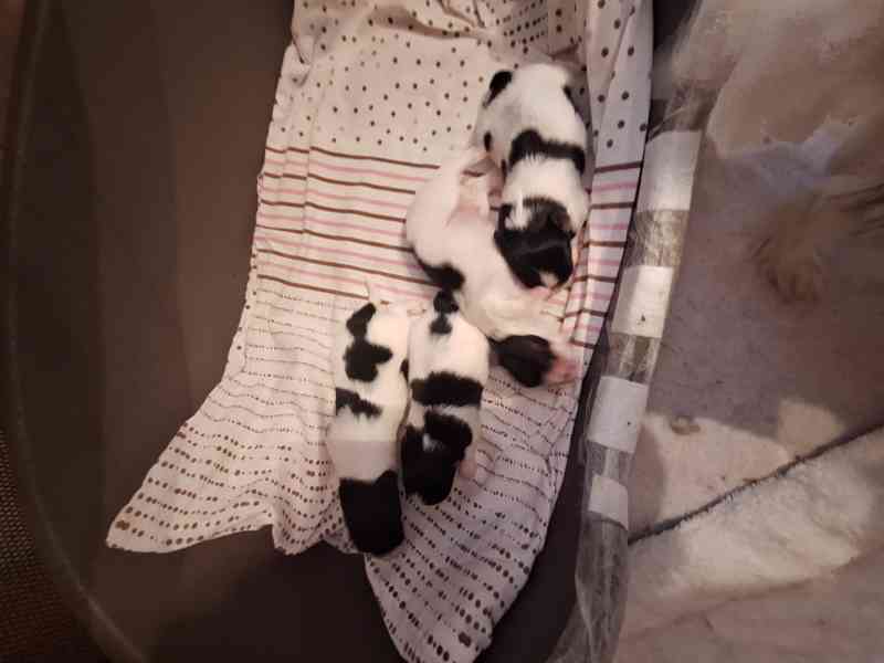 Papillon - foto 3