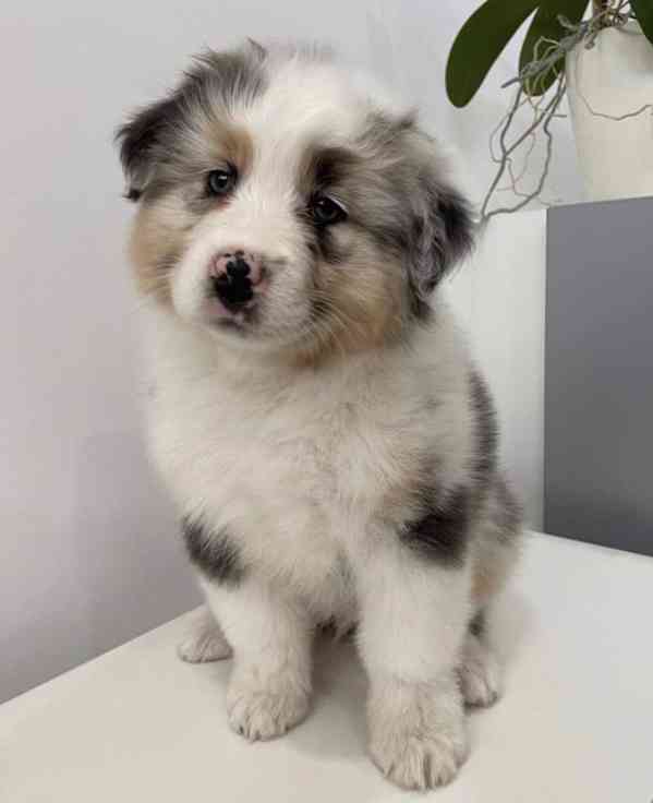 Štěňata australského ovčáka k dispozici na Valsday. - foto 3