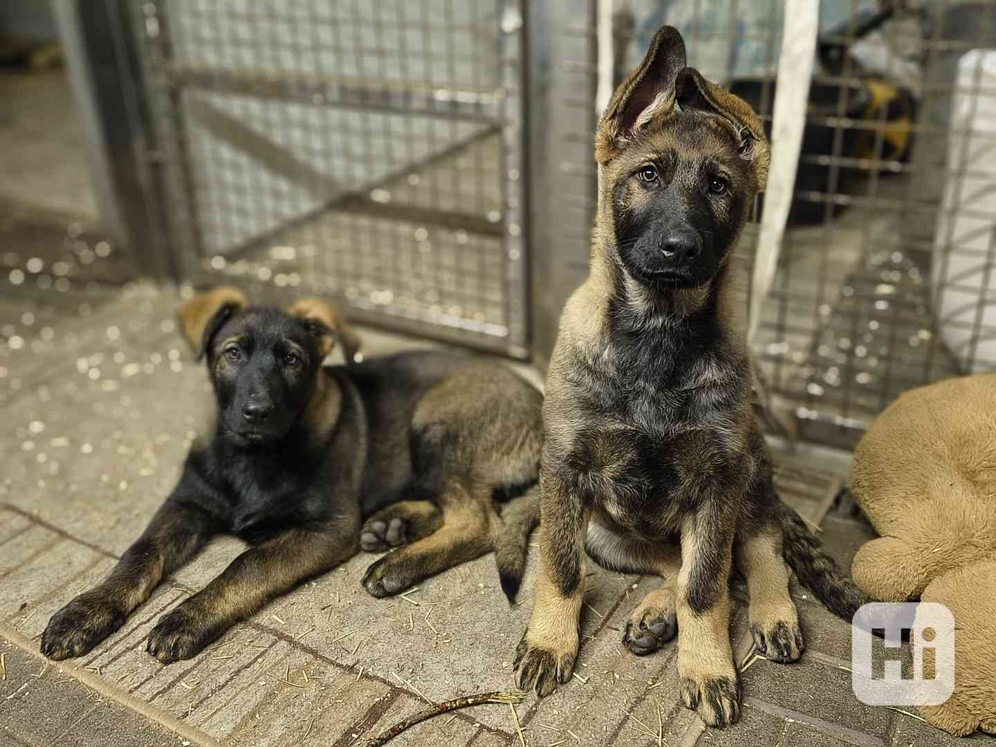 Štěňata Německý ovčák s PP - foto 1