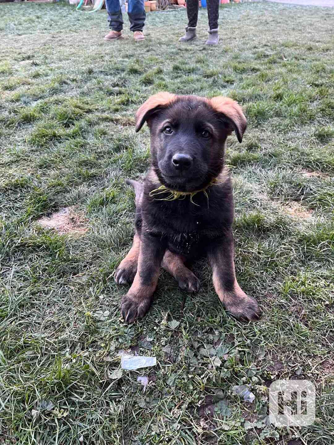Štěňata Německý ovčák s PP - foto 1