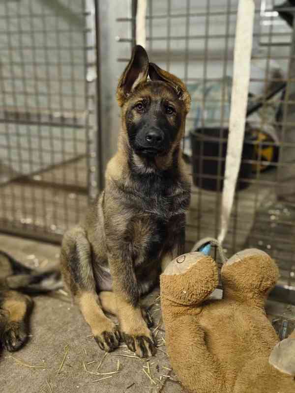 Štěňata Německý ovčák s PP - foto 7