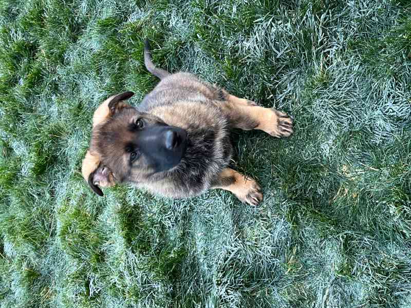 Štěňata Německý ovčák s PP - foto 3