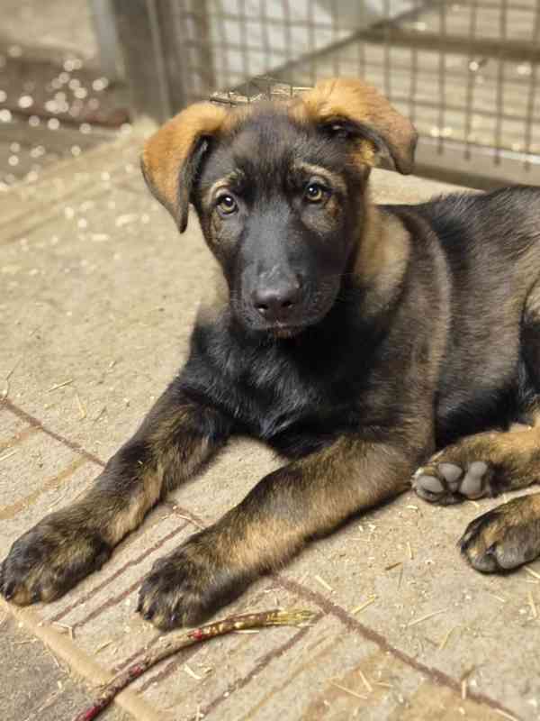 Štěňata Německý ovčák s PP - foto 9