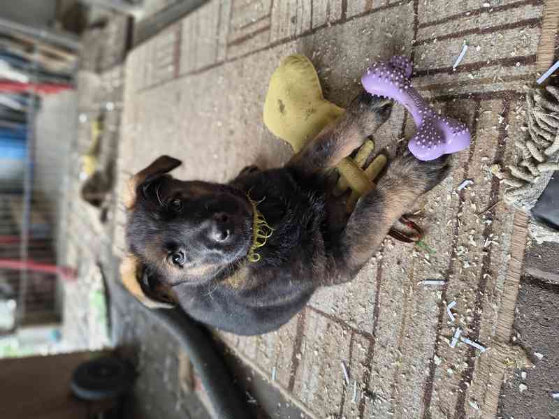 Štěňata Německý ovčák s PP - foto 6