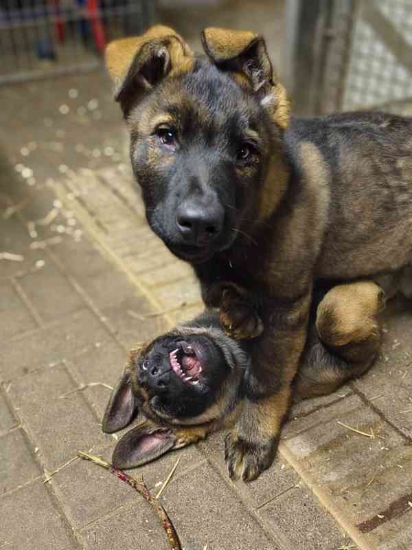 Štěňata Německý ovčák s PP - foto 4