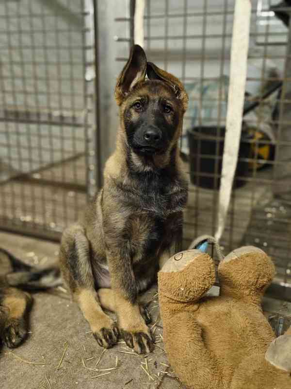Štěňata Německý ovčák s PP - foto 8