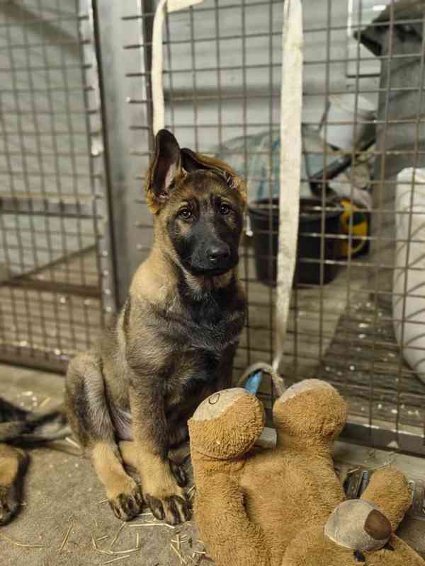 Štěňata Německý ovčák s PP - foto 5