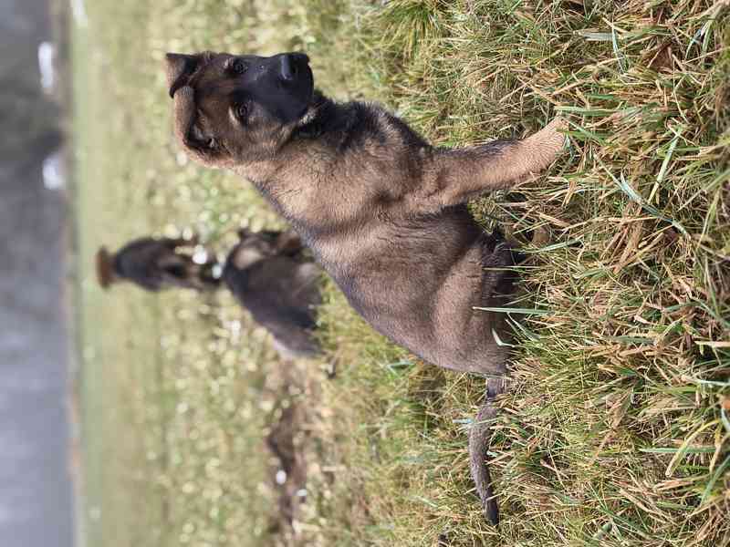 Štěňata Německý ovčák s PP - foto 2