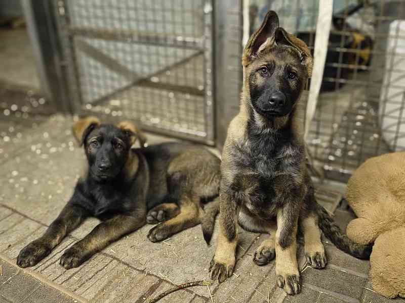 Štěňata Německý ovčák s PP - foto 1