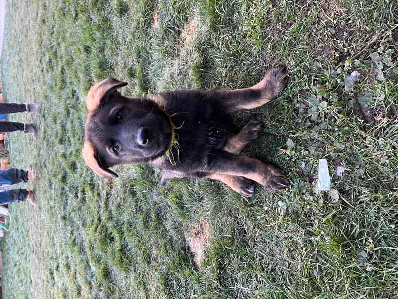 Štěňata Německý ovčák s PP