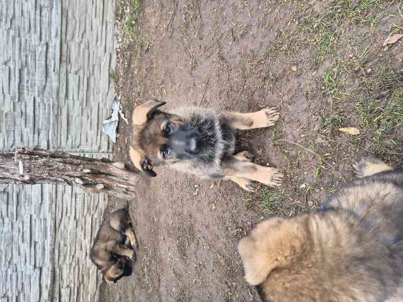 Štěňata Německý ovčák s PP - foto 4