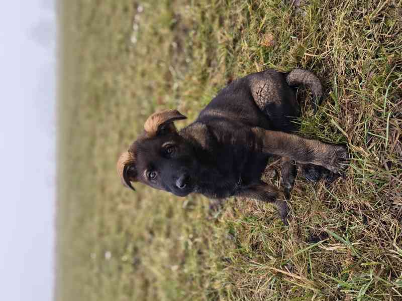 Štěňata Německý ovčák s PP - foto 5