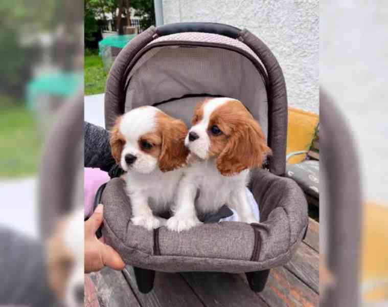 Štěňata kavalírského king charles španěla s pp - foto 2