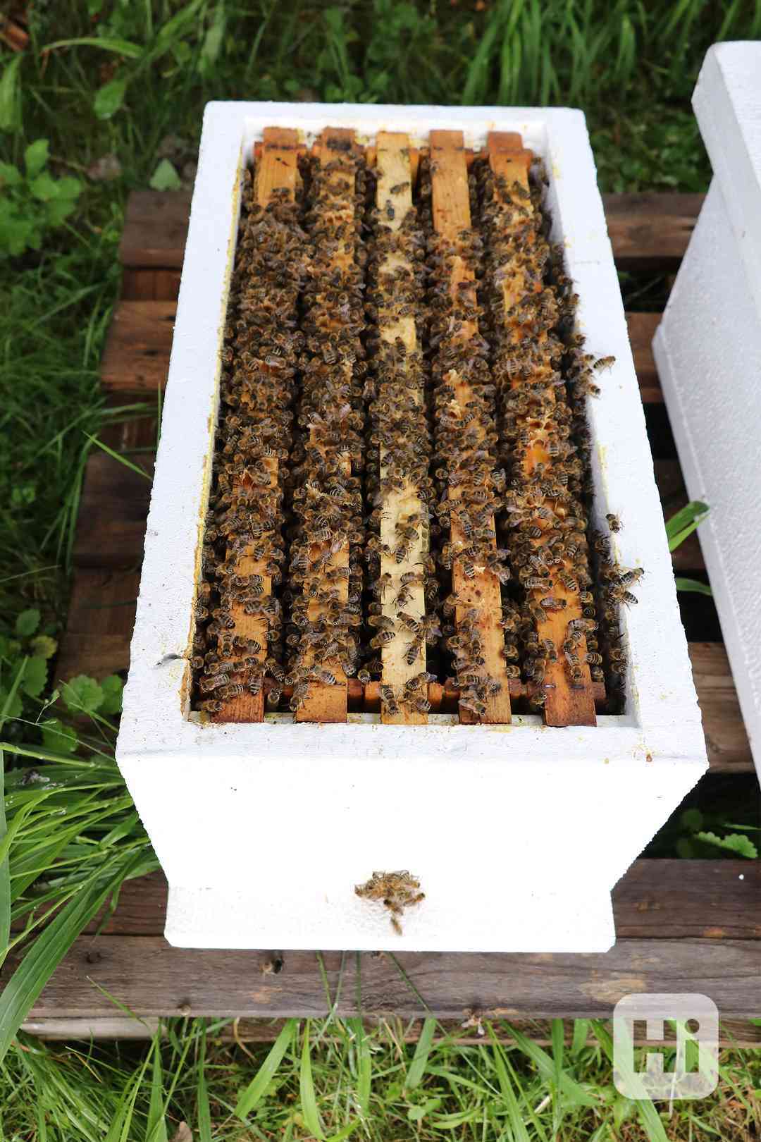 Včelí oddělky - foto 1