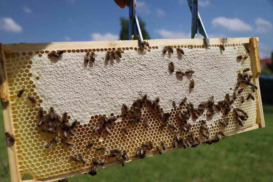 Včelí oddělky - foto 4