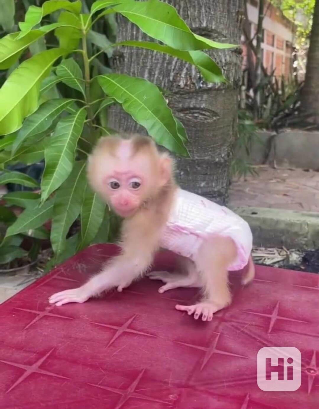 🐒 Chytré kapucínské opice na prodej – chytré, milující a pl - foto 1