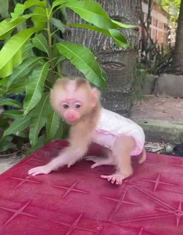 🐒 Chytré kapucínské opice na prodej – chytré, milující a pl