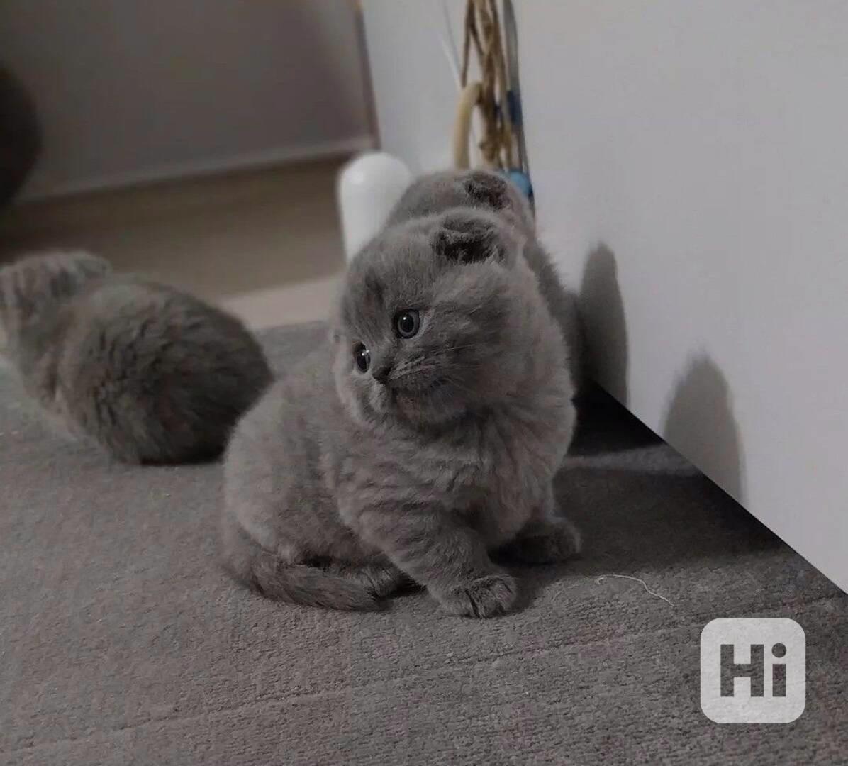 Britská krátkosrstá koťata - foto 1