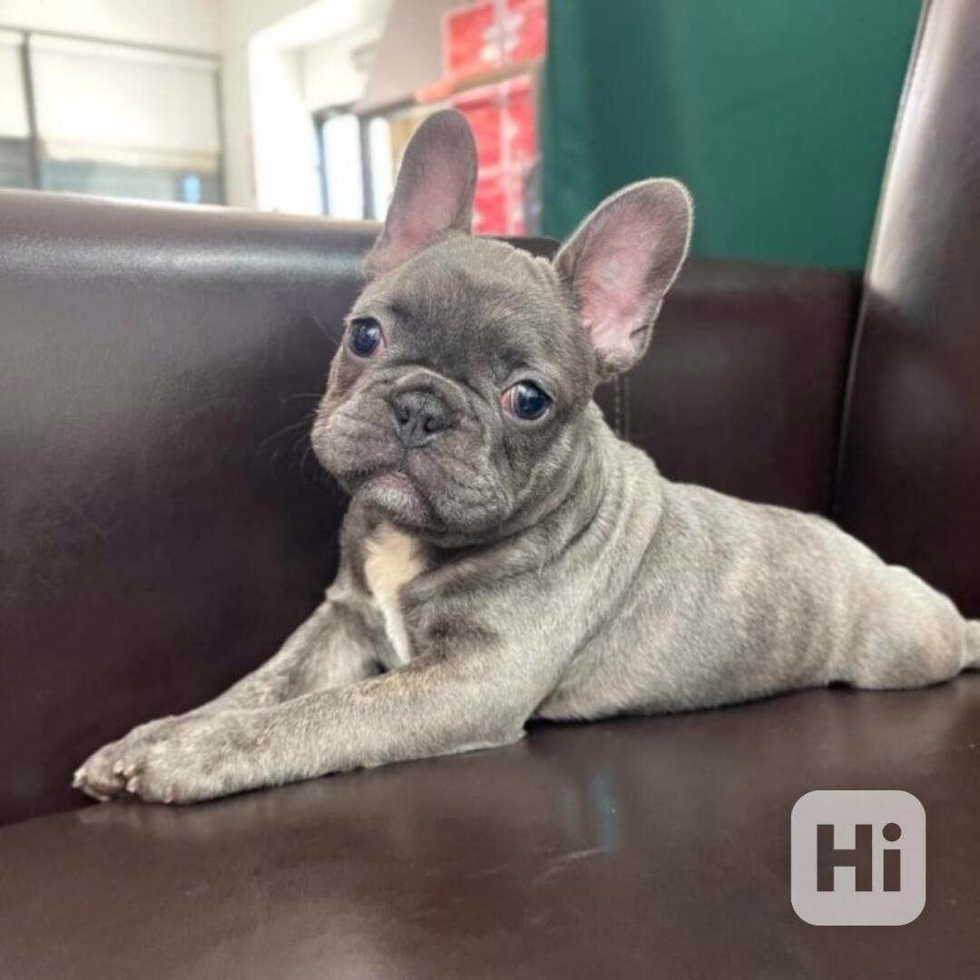 Štěňata francouzského buldočka k adopci - foto 1