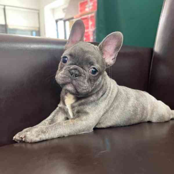 Štěňata francouzského buldočka k adopci - foto 1