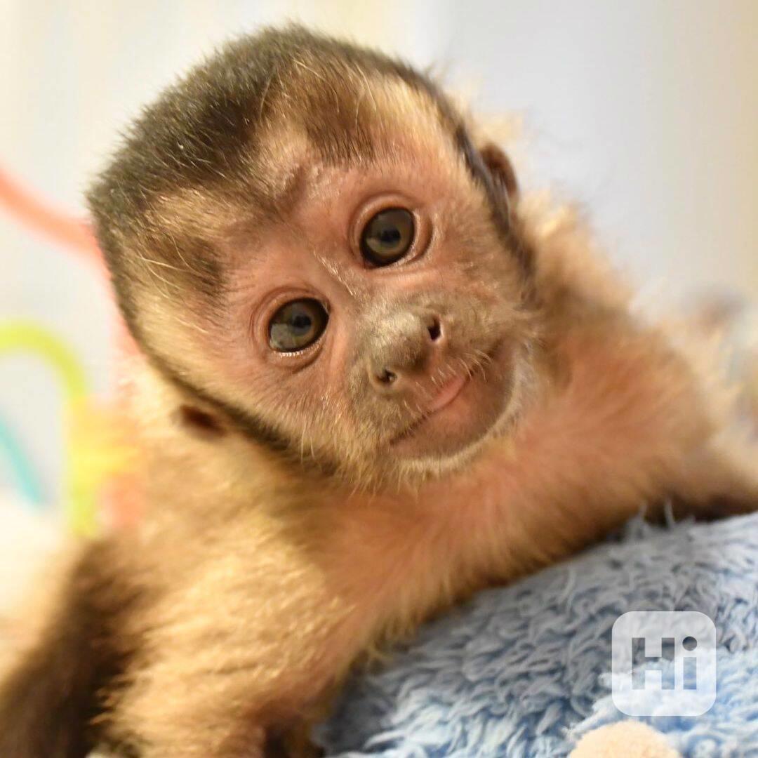 Capuchin Monkey - foto 1