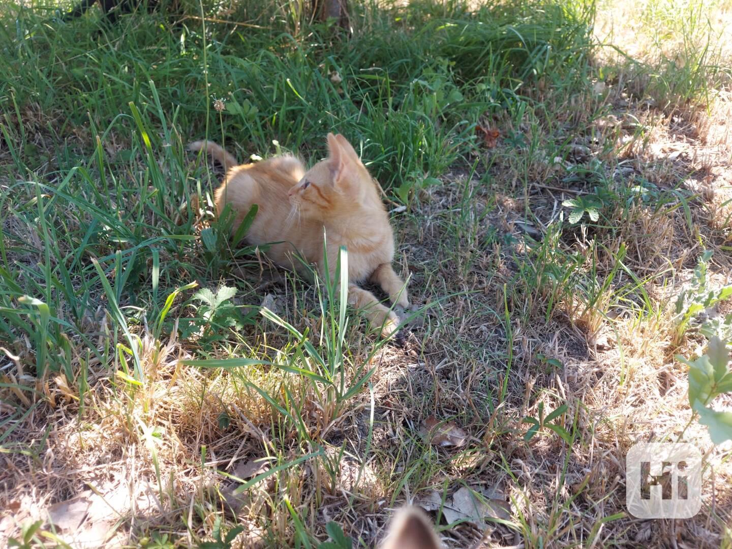 Roztomilá koťátka hledají milující domov! 🐾 - foto 1