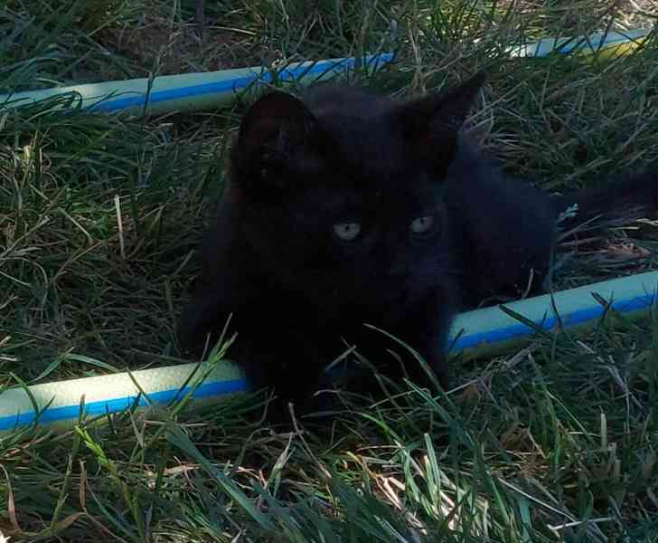 Roztomilá koťátka hledají milující domov! 🐾 - foto 3