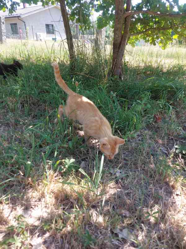 Roztomilá koťátka hledají milující domov! 🐾 - foto 4