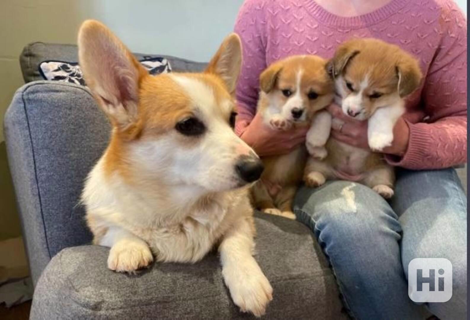 Welsh Corgi štěňata na prodej - foto 1