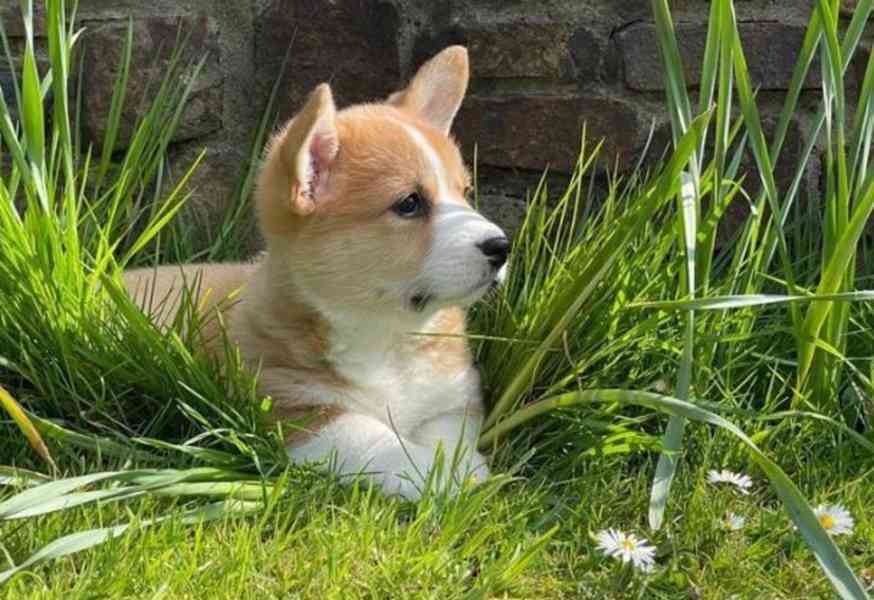 Welsh Corgi štěňata na prodej - foto 2