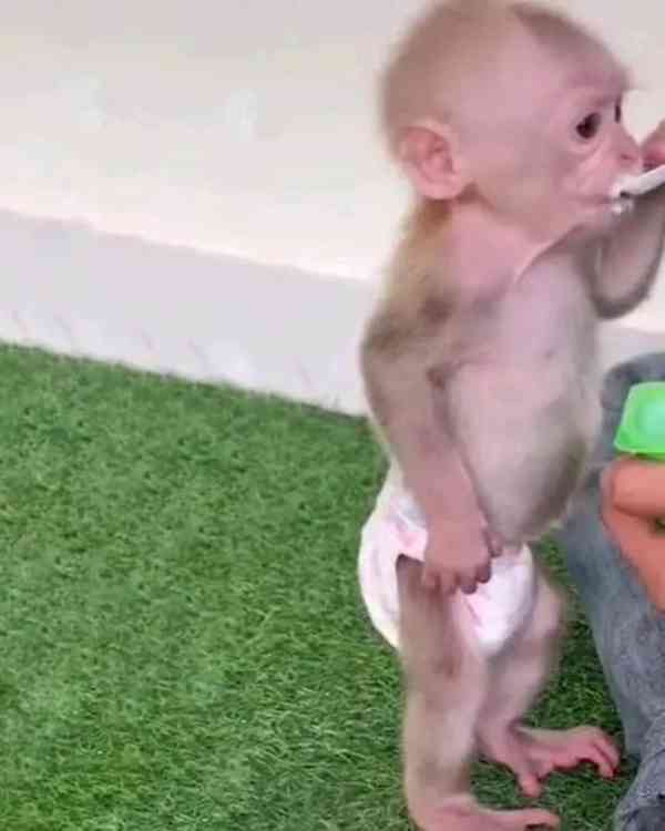  K dispozici kapucínské opice abs