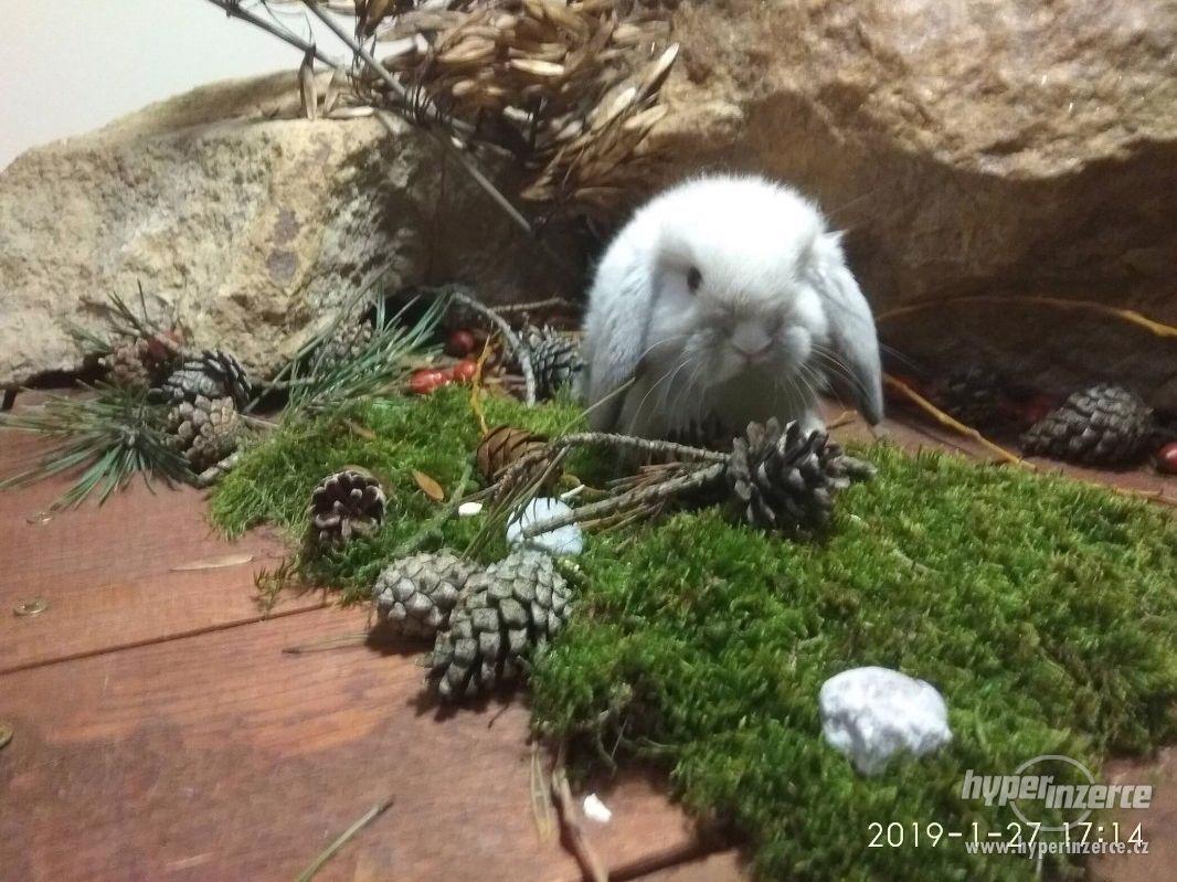 Zakrslí beránci Ráj králiků - foto 1