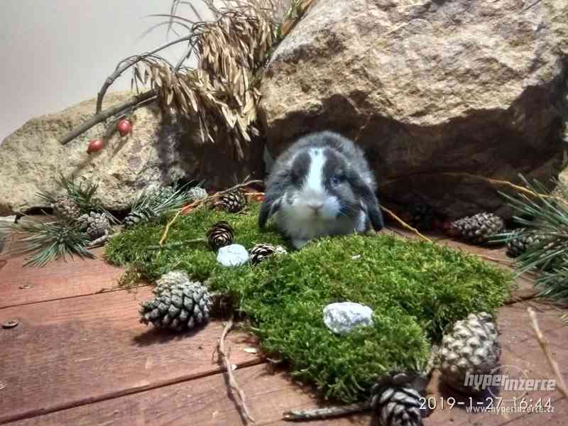 Zakrslí beránci Ráj králiků - foto 2