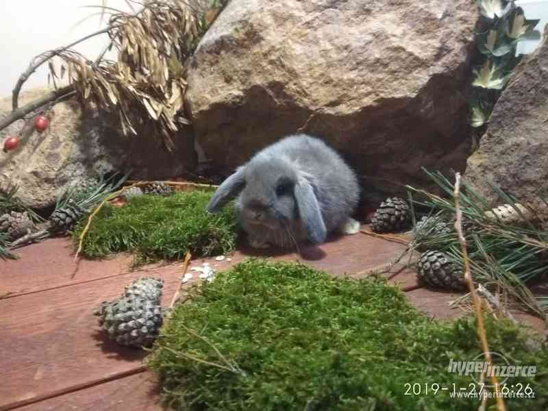 Zakrslí beránci Ráj králiků - foto 4