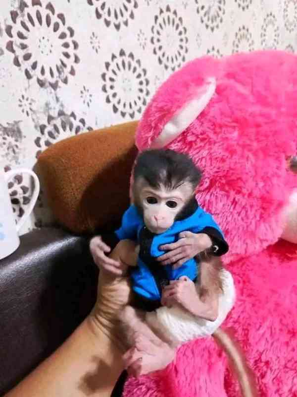 Zdarma miminko kapucínské opice k adopci zdarma nyní  - foto 1