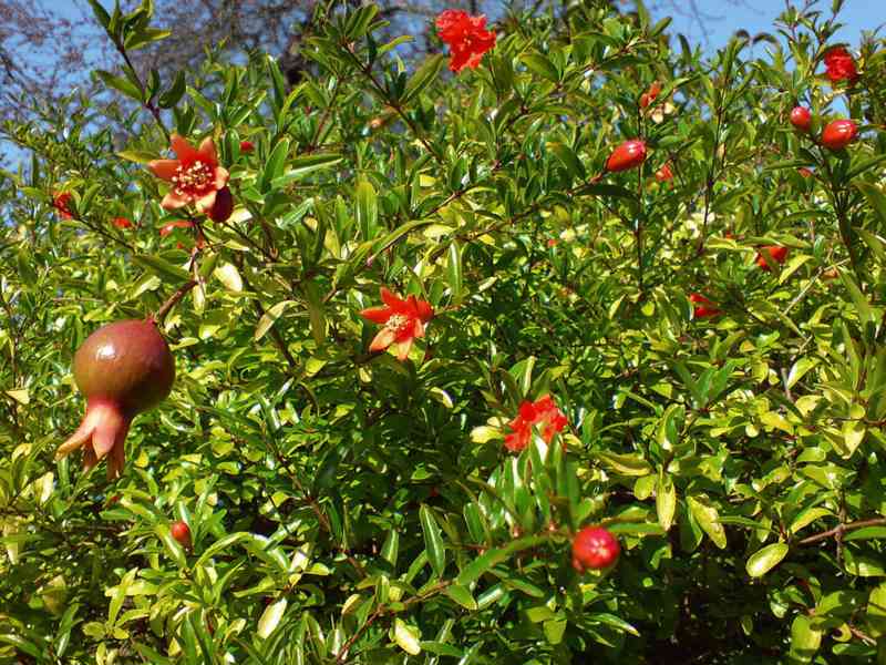 Granátové jablko (Punica granatum) - cca 1,2 m - foto 3