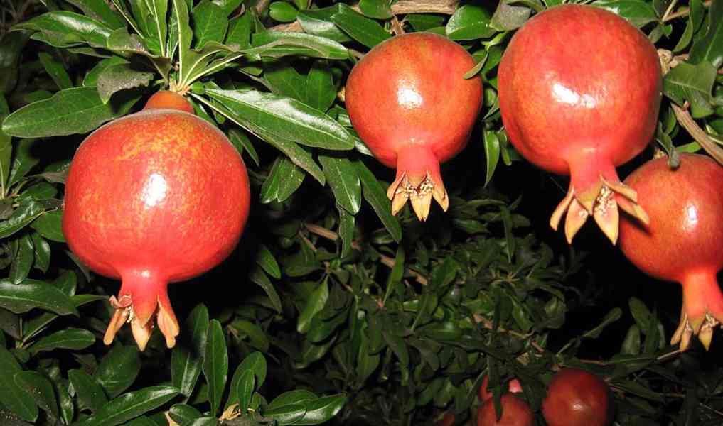 Granátové jablko (Punica granatum) - cca 1,2 m - foto 1