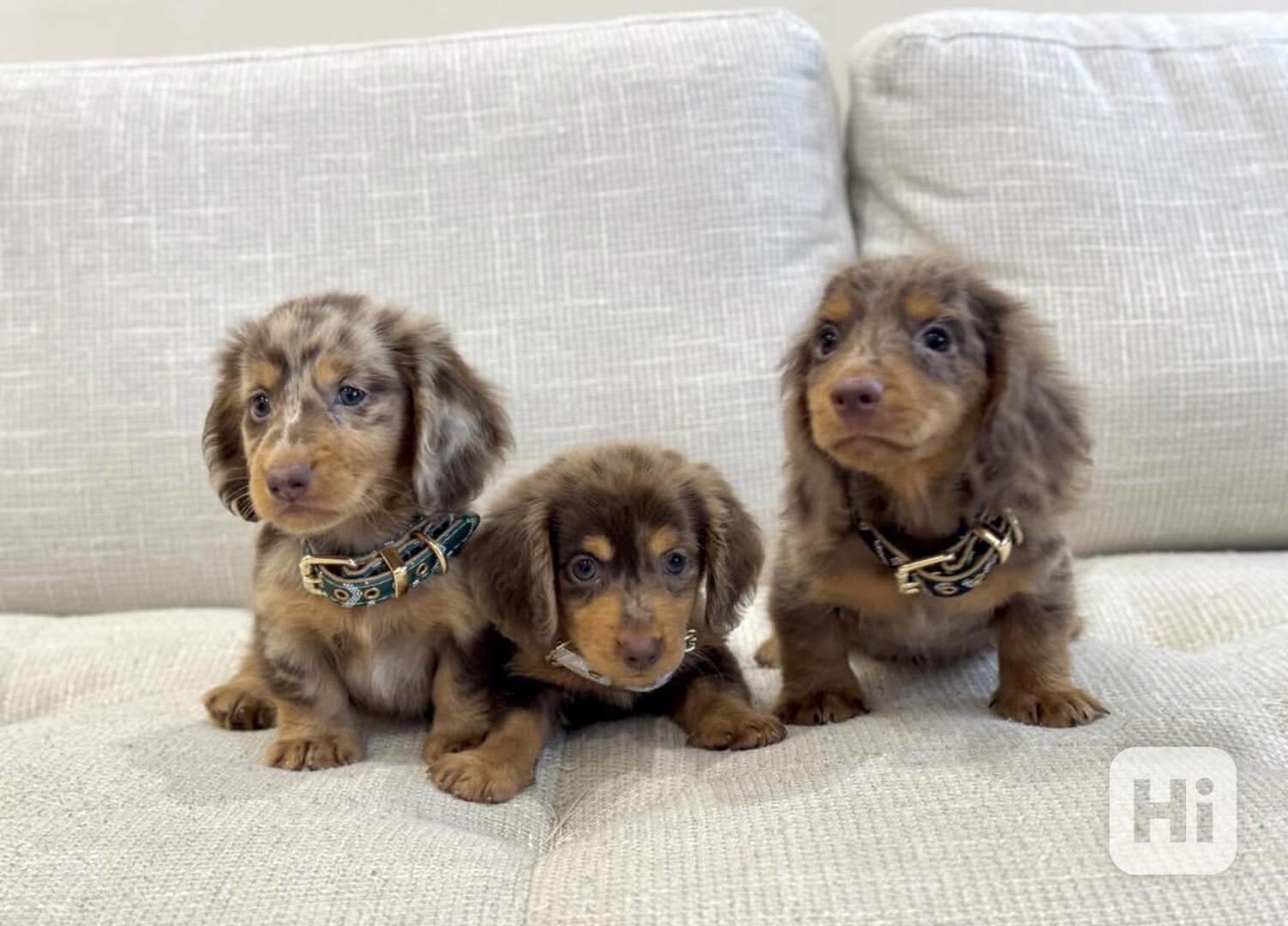 štěňata jezevčíka připravená - foto 1