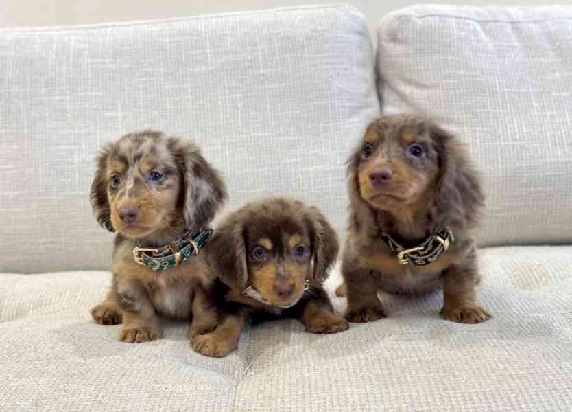 štěňata jezevčíka připravená