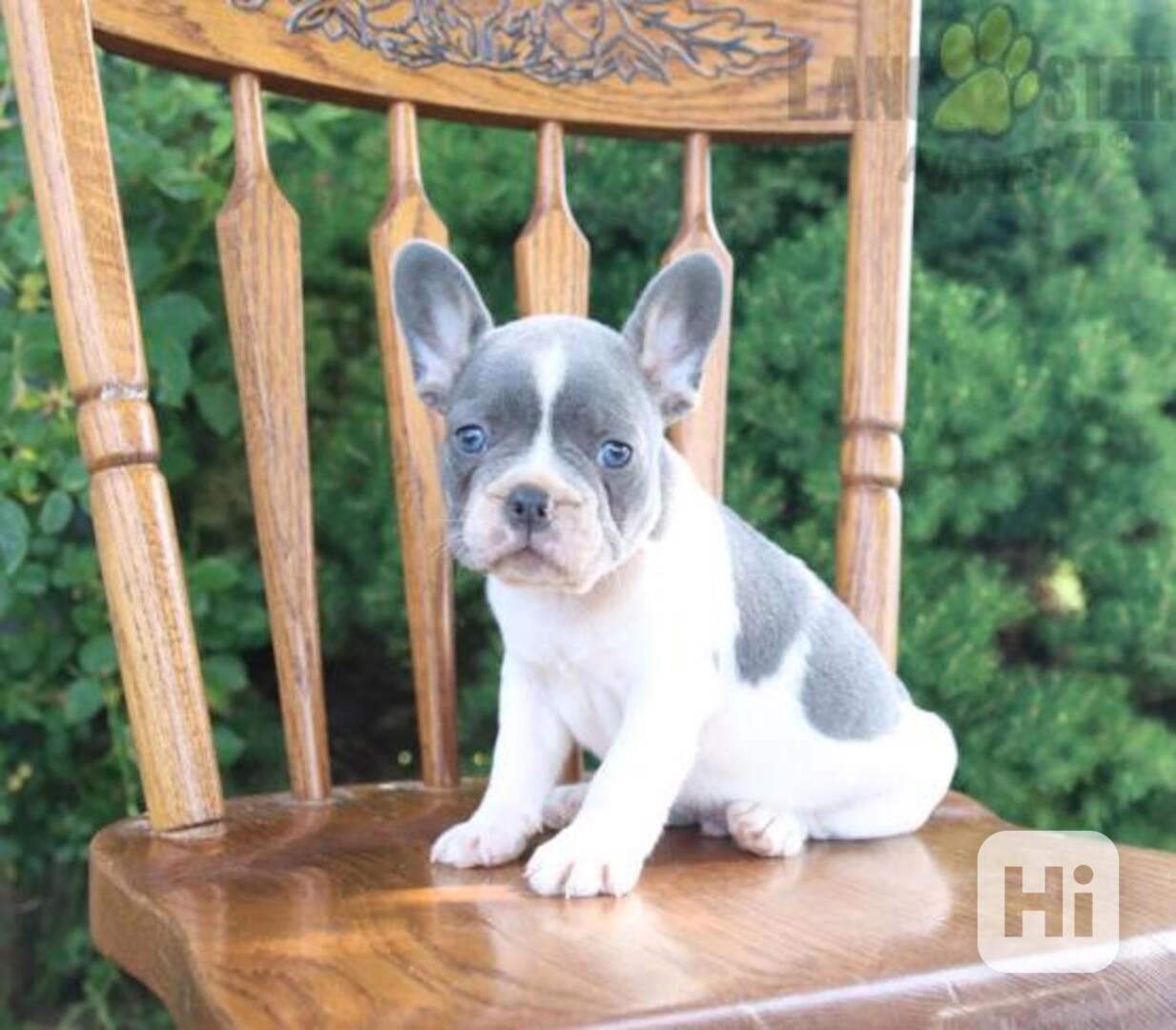 Francouzský buldoček s pp - foto 1