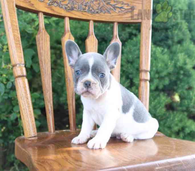 Francouzský buldoček s pp - foto 1