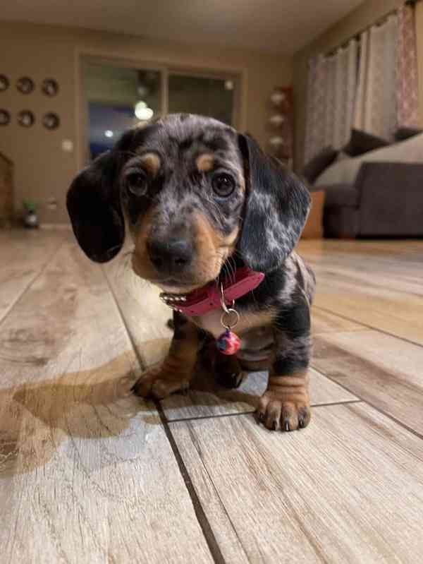  Celkem zdarma štěňata jezevčíka k adopci zdarma - foto 1