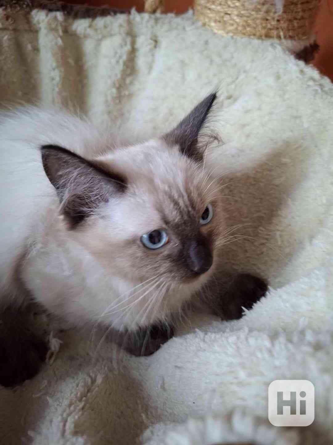 Nabízím ragdoll - foto 1