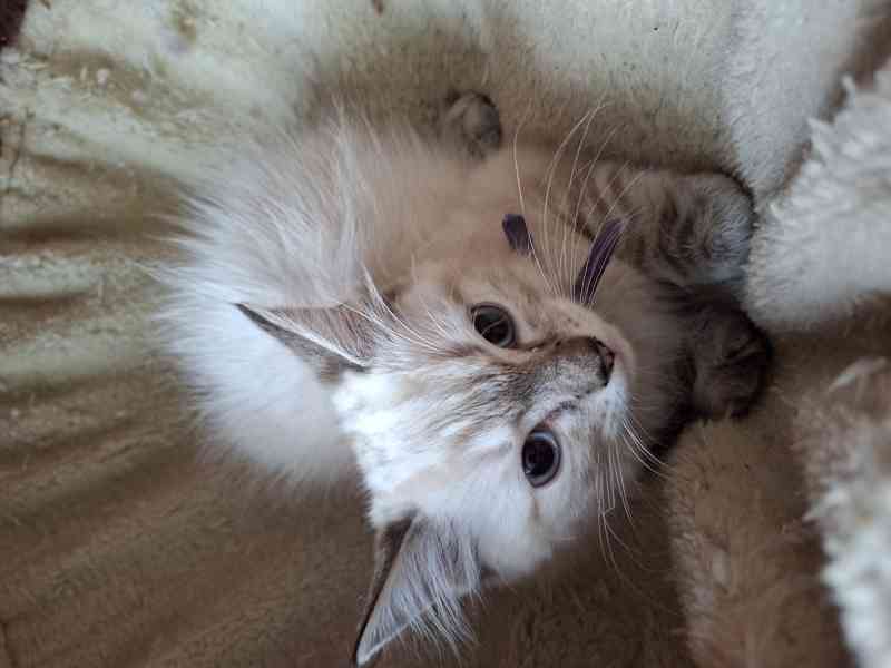 Nabízím ragdoll - foto 2