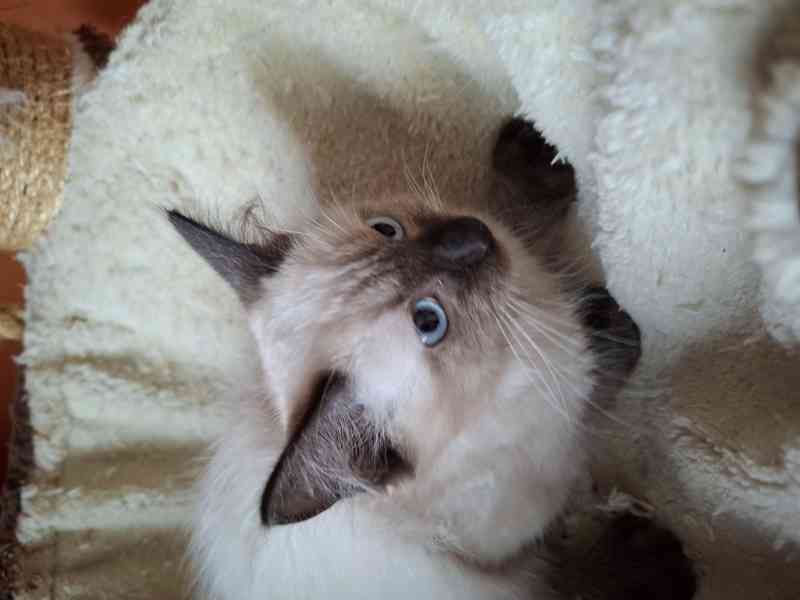 Nabízím ragdoll - foto 1