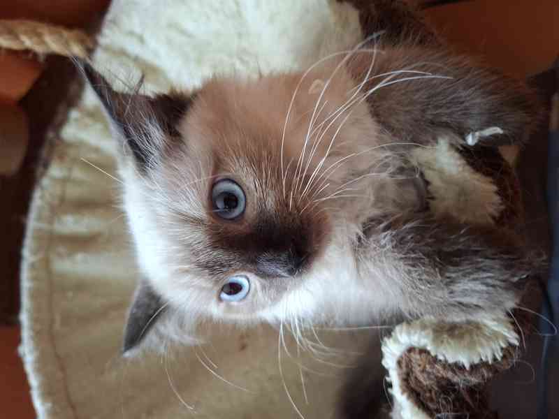 Nabízím ragdoll - foto 3