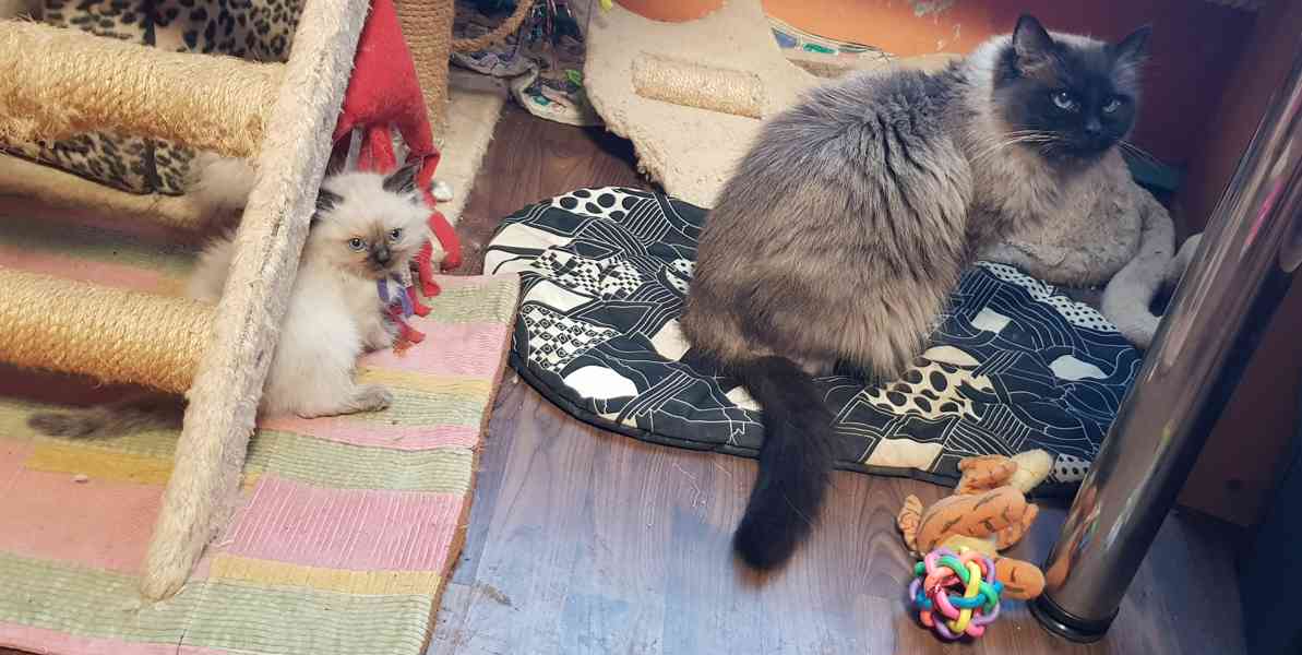 Nabízím ragdoll - foto 5