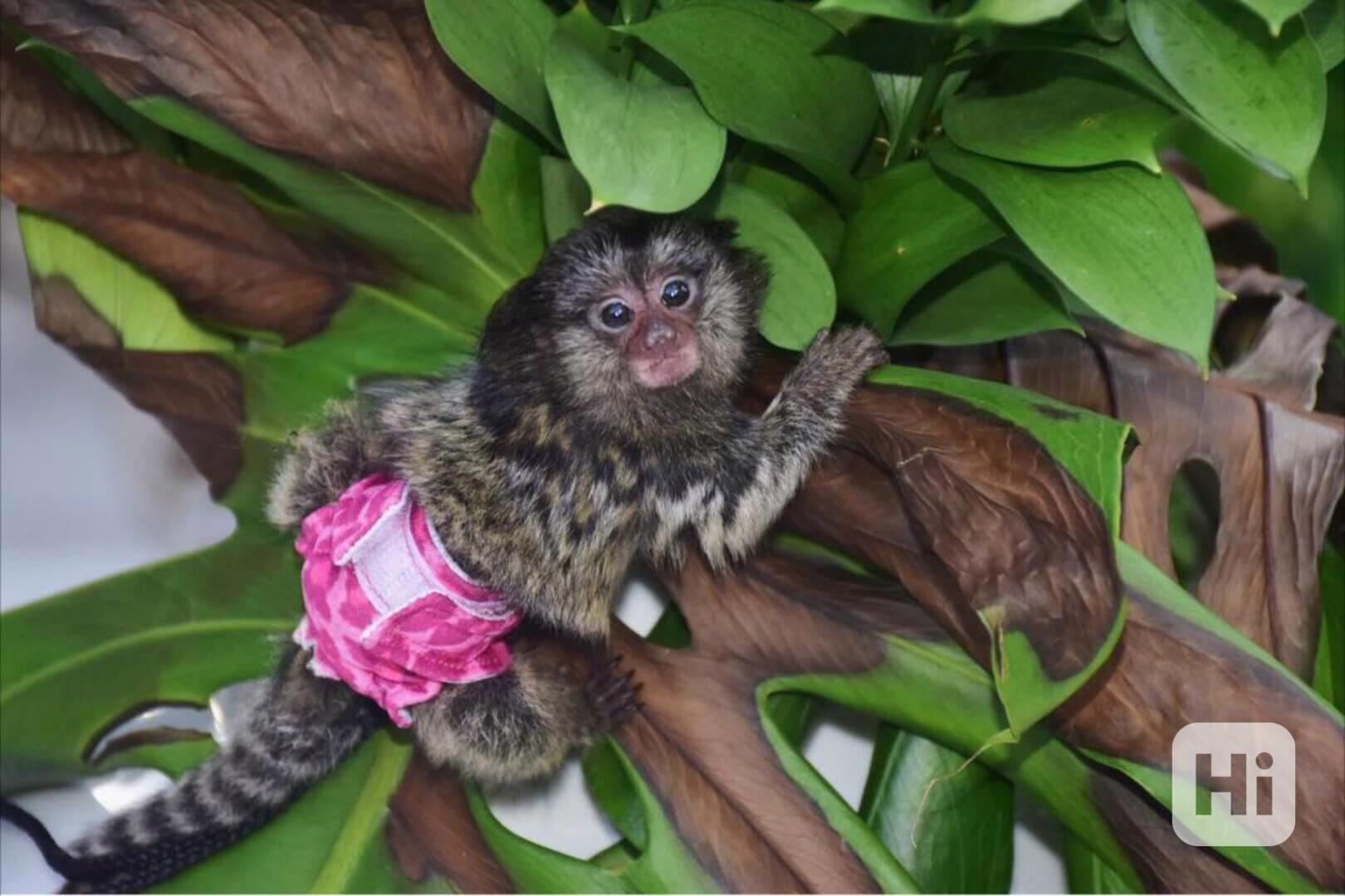 Kosmani k dispozici - foto 1